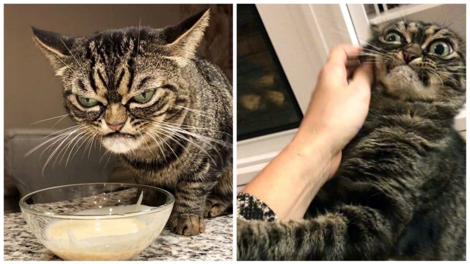 Kitzia - novodobá nástupkyně legendární Grumpy Cat